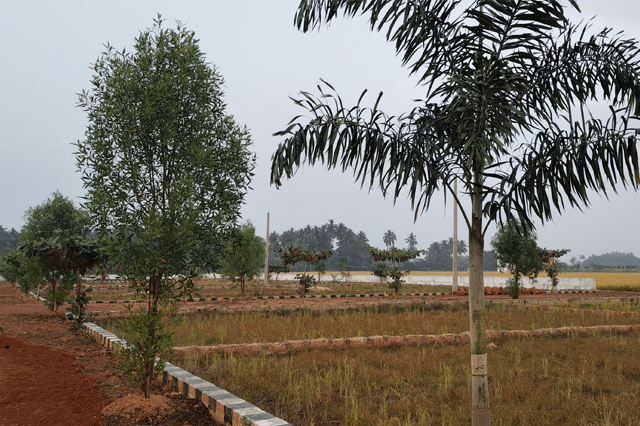 Pipili Image 3