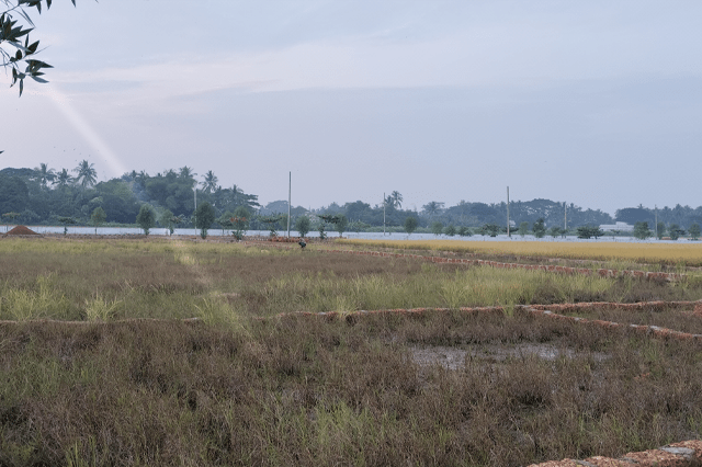 Pipili Image 4