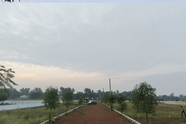 Pipili Image 5